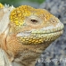 iguana_land_spz_h_0092_ecu1791.jpg